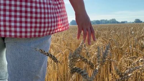 Closeup Rear View Female Farmer Touching Ears of Wheat By Hand at Dawn