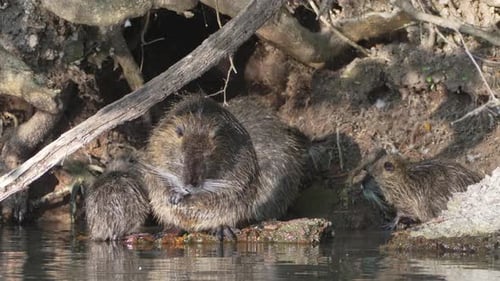 Große Kolonie der Nutria-Familie, Myocastor-Coypus, der vor ihrem Bauhaus steht, Fellpflege, cl