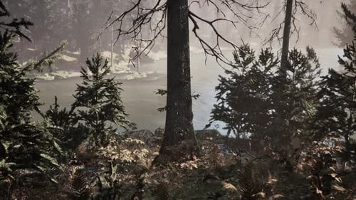 View in to Tall Pine Trees on a Summers Day