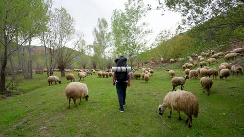 Lone Hiker Walking Through Sheep Pasture