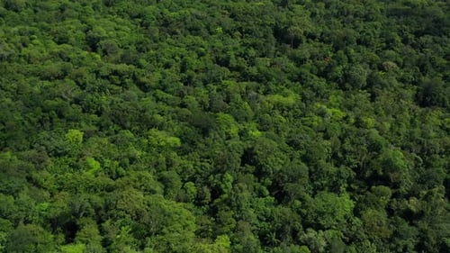 Beautiful Suriname jungle rainforest, aerial tilt reveal of thick canopy