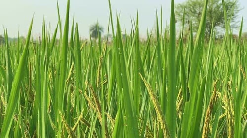 Rice Crop (Poaceae family) — Dew Drops on Ripening Paddy
