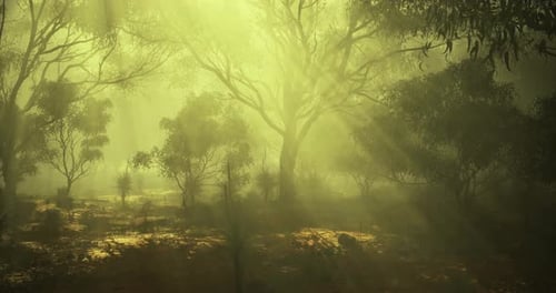 Sunlight Filters Through Trees in a Foggy Forest During Early Morning Hours