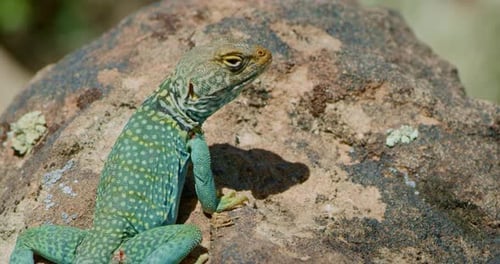 Gros plan Lézard à collier assis immobile sur un rocher couvert de mousse
