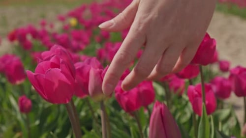 Female Hand Touching Pink Tulips Heads in Blooming Flower Tulips Field Farming