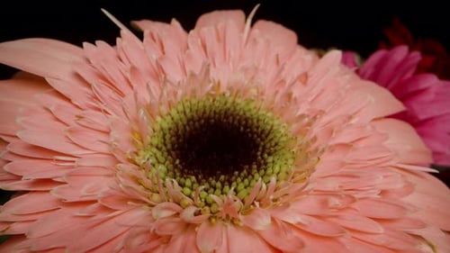 Close-Up of Pink Gerbera Daisy Bloom
