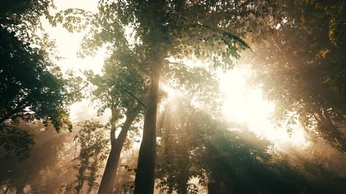 Panoramic View of the Majestic Evergreen Forest in a Morning Fog
