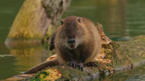 Nutria sitzt und reinigt sich Wilde Natur Nahaufnahme eines Wassers Nutria auf einem See Natürlicher Lebensraum von