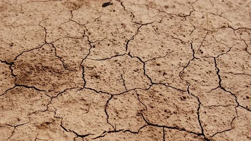 Pflanze aus trockenem Boden: Selektiver Fokus