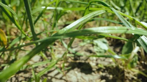 Einfacher Hintergrund, grünes, frisches Gras, Rasen, natürliche Wiese, Kamera zwischen den Klingen