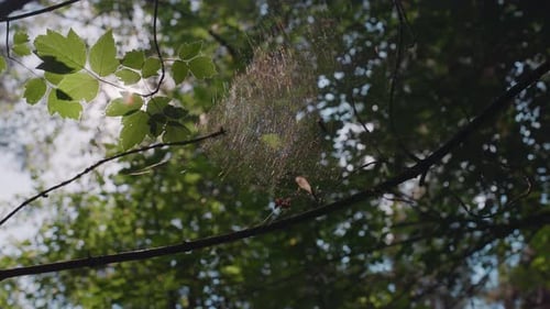 Natürliches Sonnenlicht durch Blätter, das sich im Spinnennetz im Wald spiegelt