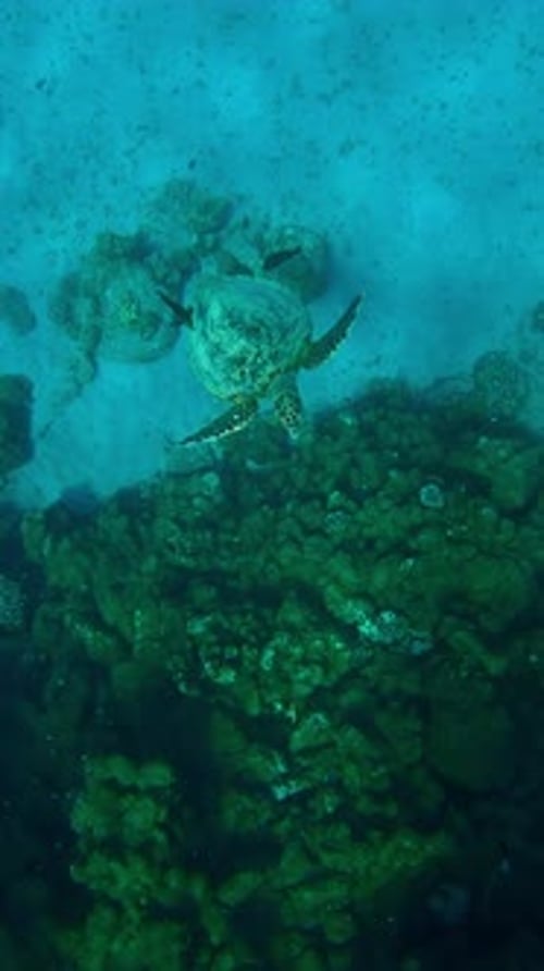 Top view of Sea Turtle floating up along coral reef, Slow motion