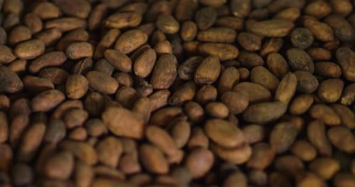 Close-up of a hand holding cocoa beans which are then dried in the sun for the production of cocoa