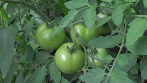 Group of Green Tomatoes Growing in Greenhouse