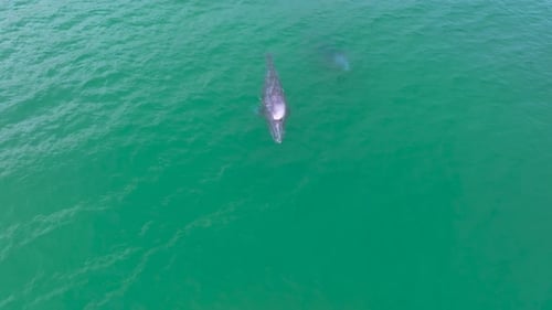 Breathtaking aerial view of whales in their natural habitat.