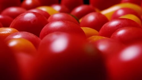 Macro Dolly Shot of Colorful Fresh Cherry Tomatoes