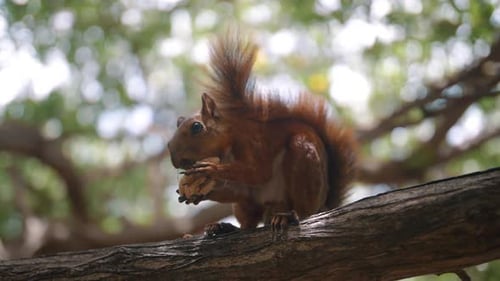 Slow-motion shot of a brown squirrel eating a nut on a branch of a tree