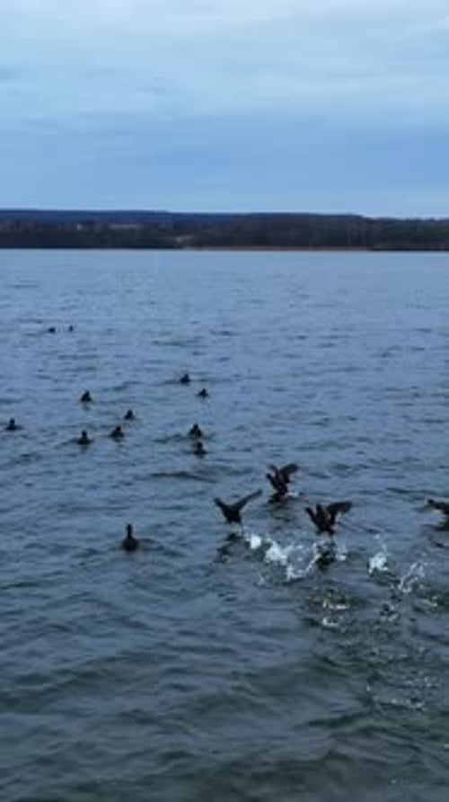 Flock of black ducks on the river surface. Some of the birds rising into the air and flying