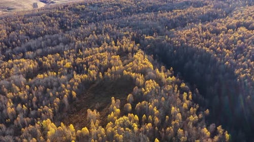Aerial Drone View of Autumn Virgin Deciduous Forest