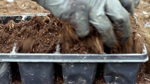 planting small seedlings growing in plastic tray in greenhouse stock photo stock image