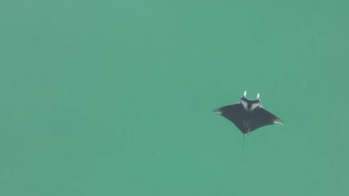 Beautiful Manta Ray at surface of clear jade green water, off center