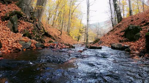 Autumn Forest River - 4K