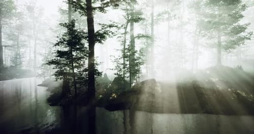 Soft Sunlight Filters Through the Dense Fog in a Serene Forest