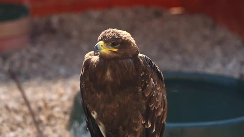 Brown Eagle Close Up Perched Bird of Prey Wildlife Portrait
