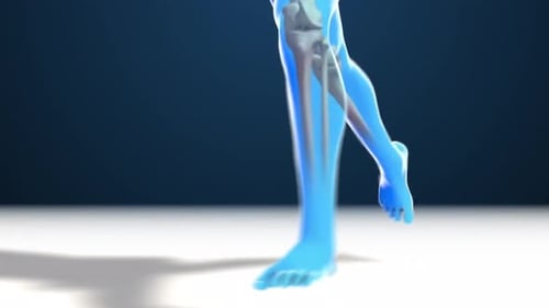 3D Animation of Running Human Leg Skeleton