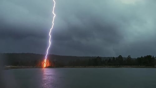 Lightning Strikes Trees in the Forest