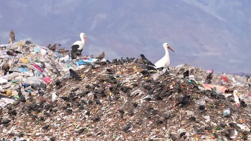 Vögel fliegen über die Müllkippe