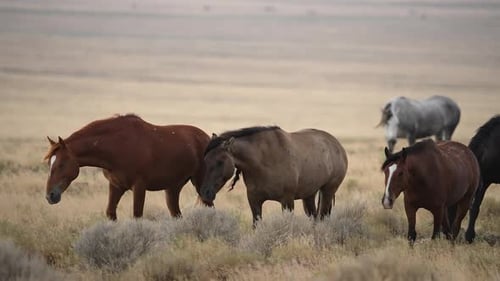 Wild horses moving in slow motion as they graze