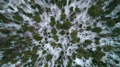Aerial Top Down View Winter Forest Evergreen Trees on the Snow Amazing Winter Landscape