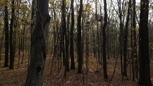 Sunny Day in a Forest in Autumn 41