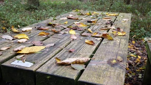 Autumnal Leaves Covering Woodland Picnic Table