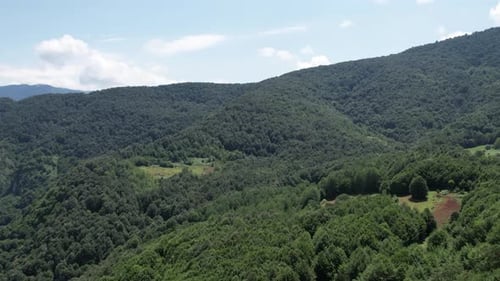 Aerial Pine Forest