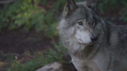 Canadian Wildlife - Close up wolf in the woods_1