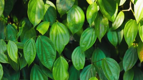 Black Pepper Grows on a Tree Seasoning Grows Black Pepper Lat Piper Nigrum is the Most Popular Spice