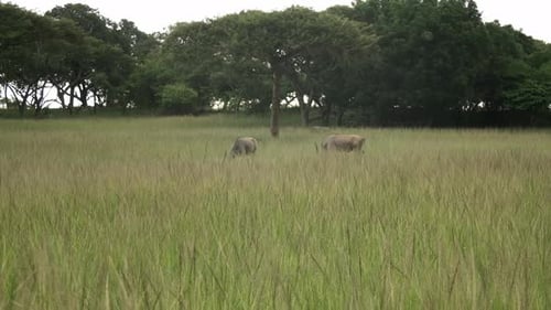Two Eland buck grazing in the tall grass