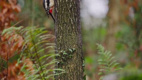 Woodpecker escanea el entorno con movimientos sutiles de la cabeza