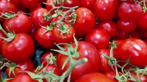 Haufen frischer handverlesener Tomaten auf dem Markt