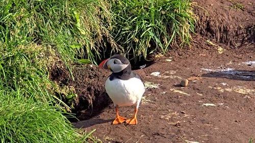 Puffin Standing by its Burrow on Grassy Hillside