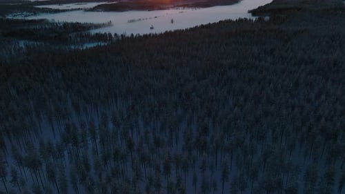 Dense Thicket In Snowscape Revealed Golden Sunlight During Sunset In Finland. Aerial Tilt-up Shot