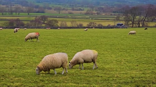 Sheep Grazing Peacefully on Green Meadow with Scenic Farmland in Background Flock of Sheep Feeding