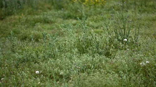 Bright Green Grass Sways in the Wind in a Wild Field