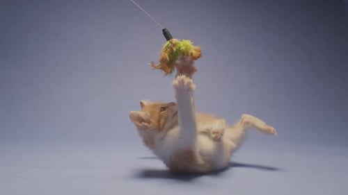 Cute Kitten Playing with a Toy on Blue Background
