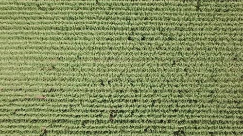 Large mature Corn field, Top down aerial footage.