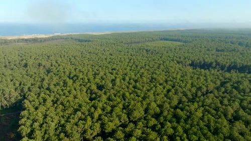 Pine trees forest along the ocean filmed with a drone going forward