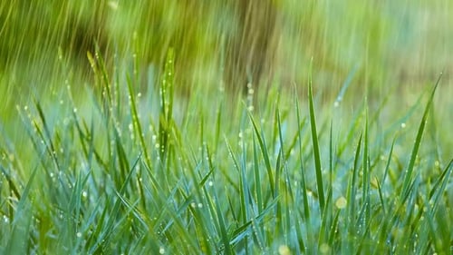 Rain Falling on Blades of Green Grass