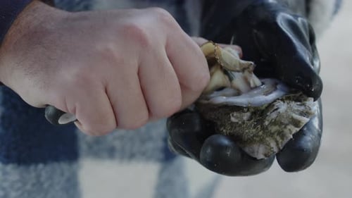 Man Opens a Raw Oyster with Shucking Knife